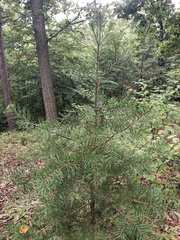 Pinus virginiana