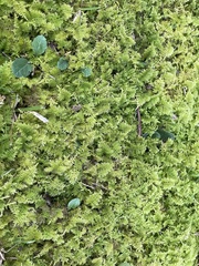 Thuidium delicatulum