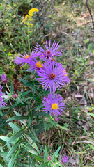Symphyotrichum novae-angliae