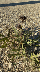 Silphium albiflorum