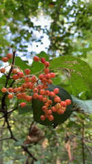 Viburnum dilatatum