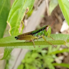 Caryanda spuria