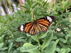 Danaus genutia