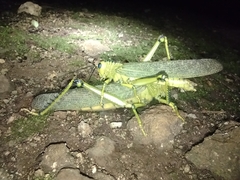 Tropidacris cristata