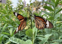Danaus genutia