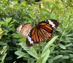 Danaus genutia
