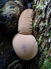 Lycoperdon subincarnatum