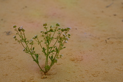 Phyllopodium pumilum