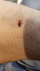 Zenodosus sanguineus