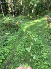 Medicago lupulina