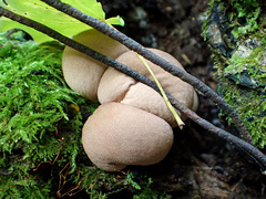Lycoperdon subincarnatum