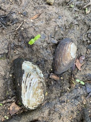 Uniomerus tetralasmus