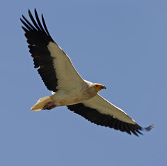 Neophron percnopterus