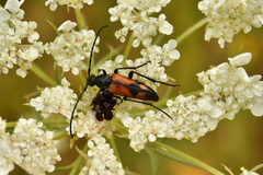 Stenurella bifasciata