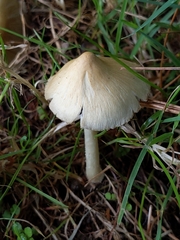 Pseudosperma sororium