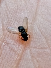 Lonchaea