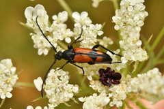 Stenurella bifasciata