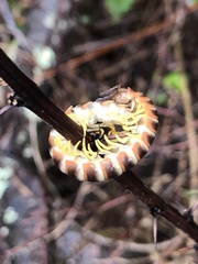Arthrophaga myriapodina