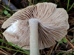 Pseudosperma sororium