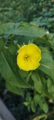 Oenothera biennis