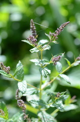 Mentha
