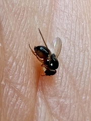 Lonchaea