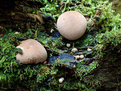 Lycoperdon subincarnatum