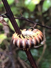 Arthrophaga myriapodina