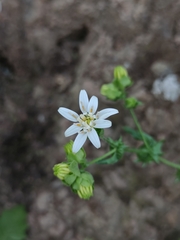 Moscharia pinnatifida