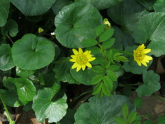 Ficaria verna