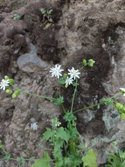 Moscharia pinnatifida