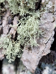 Ramalina intermedia