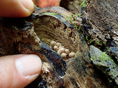 Lycoperdon subincarnatum
