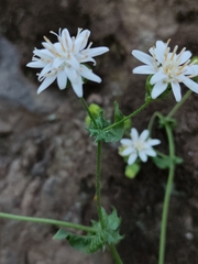 Moscharia pinnatifida