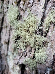 Ramalina intermedia