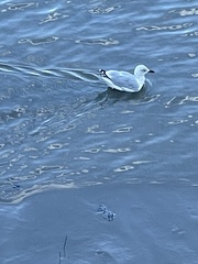 Larus