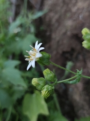 Moscharia pinnatifida
