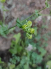 Moscharia pinnatifida