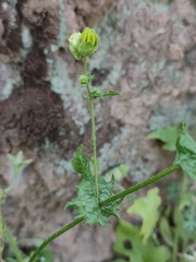 Moscharia pinnatifida