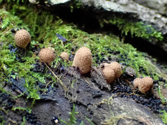 Lycoperdon subincarnatum
