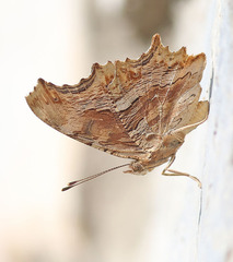 Polygonia egea