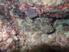 Scorpaena porcus