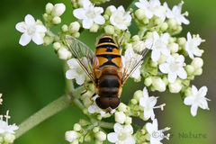 Eristalis cerealis