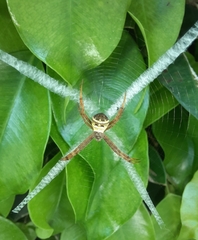 Argiope