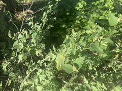 Abutilon fruticosum