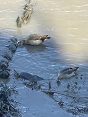 Alopochen aegyptiaca