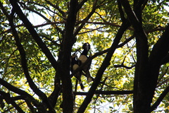 Bycanistes bucinator