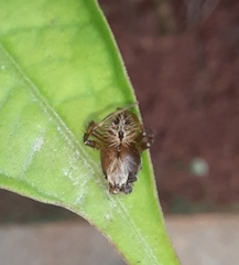Neoscona