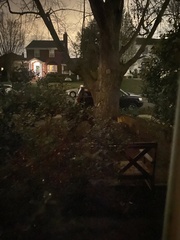 Vulpes vulpes fulvus