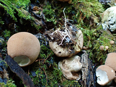 Lycoperdon subincarnatum